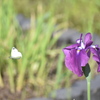 DSC_1600_1