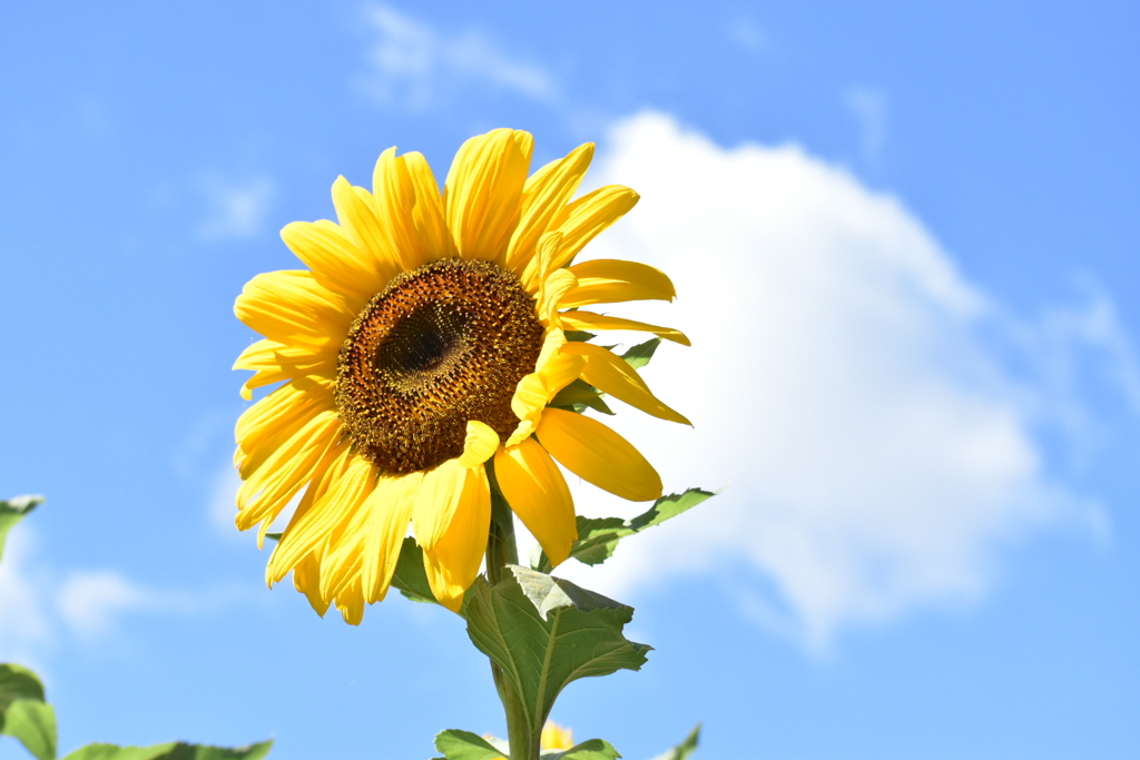 DSC_0255大濠公園の暑い夏