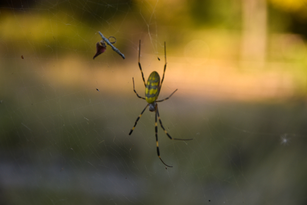 DSC_1607_1