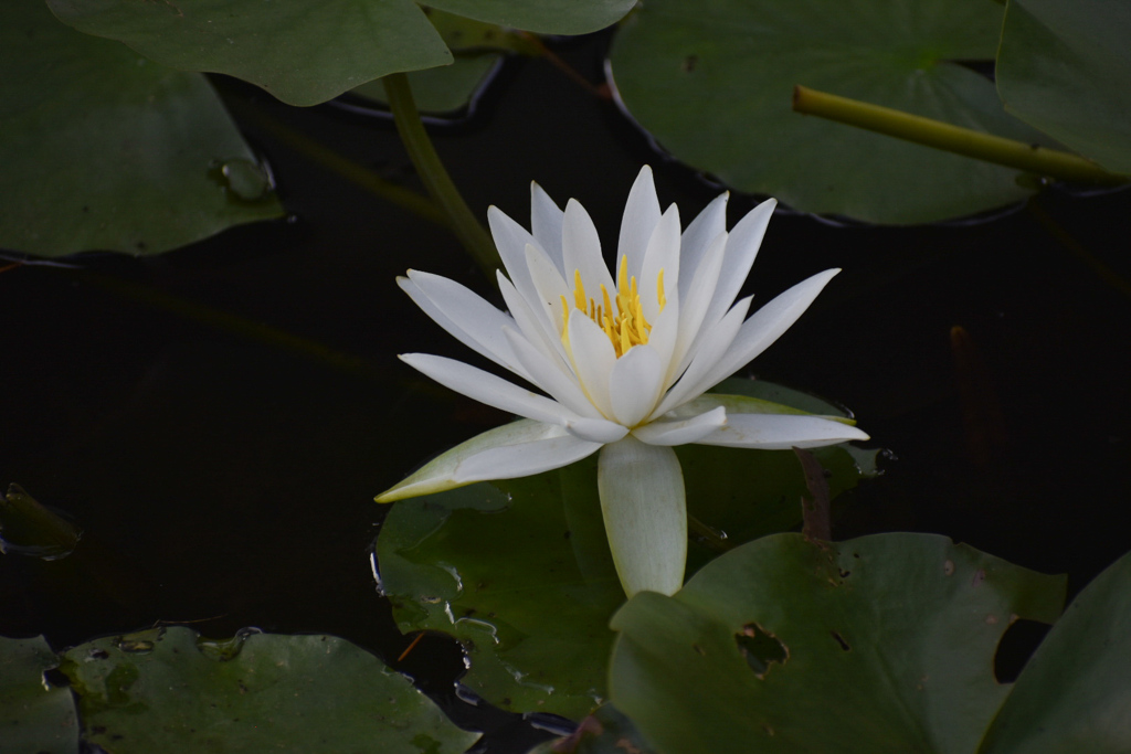 DSC_0118_1