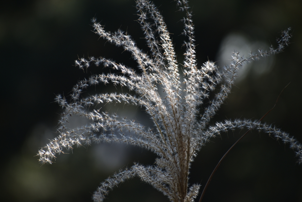 DSC_1780　モノクロではないよ