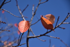 DSC_1750_1