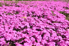 DSC_2170　芝桜