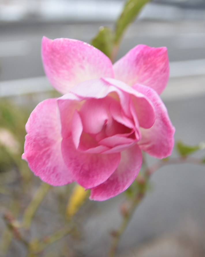 DSC_0195