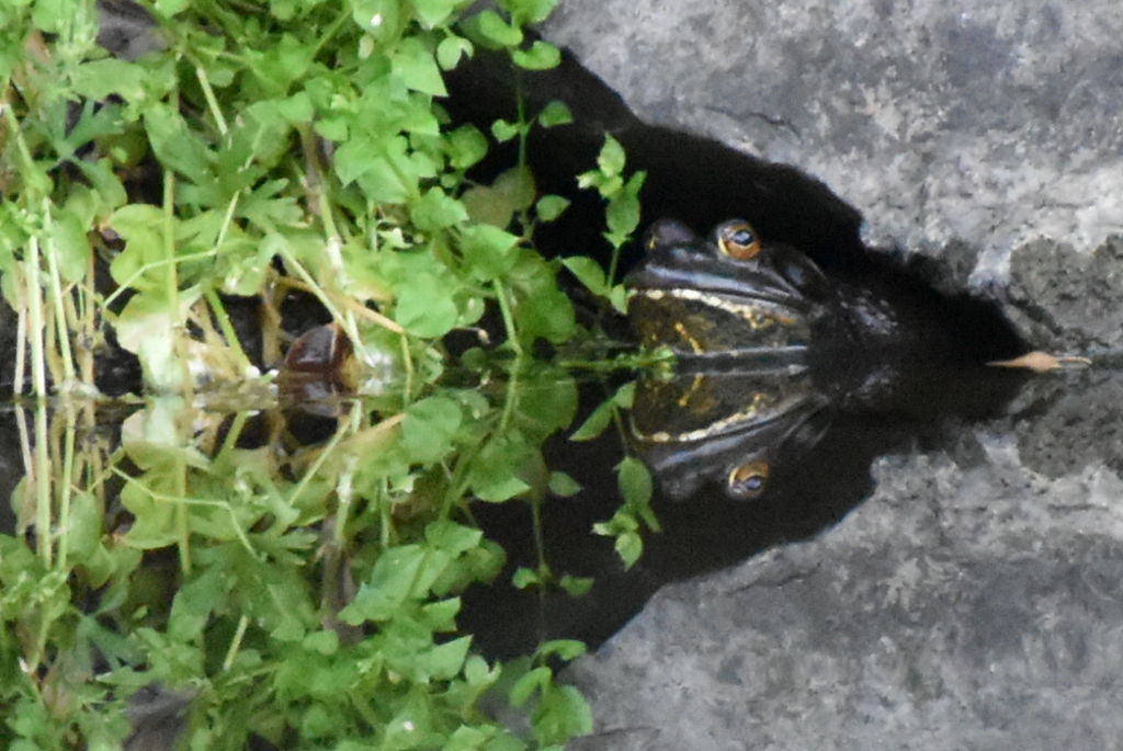 DSC_3048_1　多分、ウシガエルです。