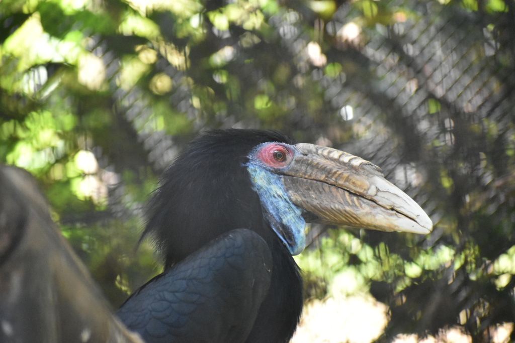 DSC_0408_1シワコブサイチョウ