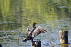 DSC_1622　得意のポーズ