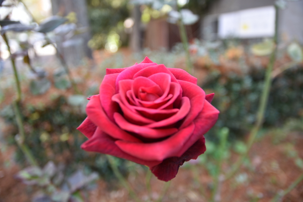 DSC_1868