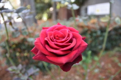 DSC_1868