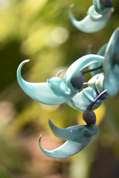 DSC_0119　ヒスイカズラ