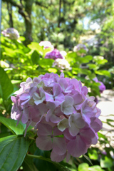 DSC_0744 (1)