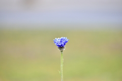 DSC_1937