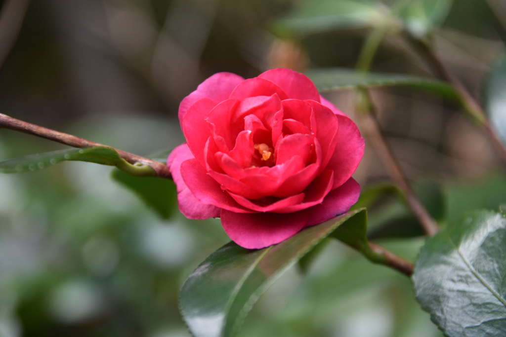 DSC_2320