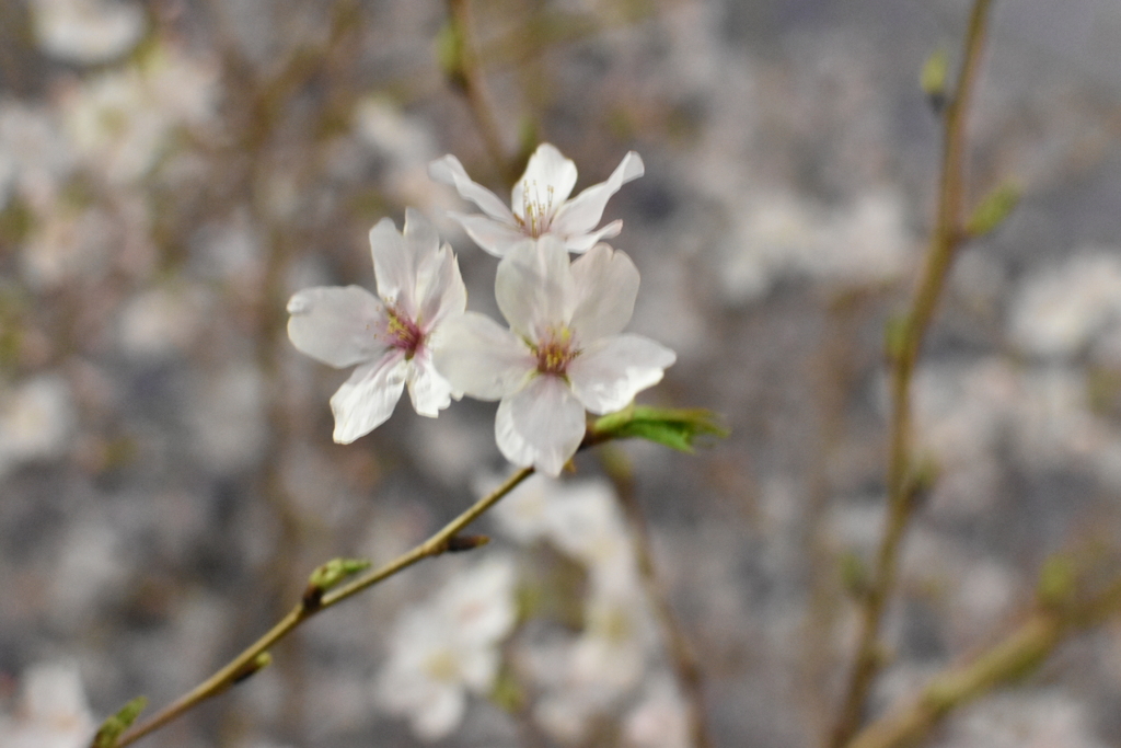 DSC_2088_1　シャッタースピードに注意