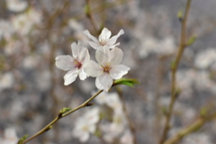 DSC_2088_1　シャッタースピードに注意