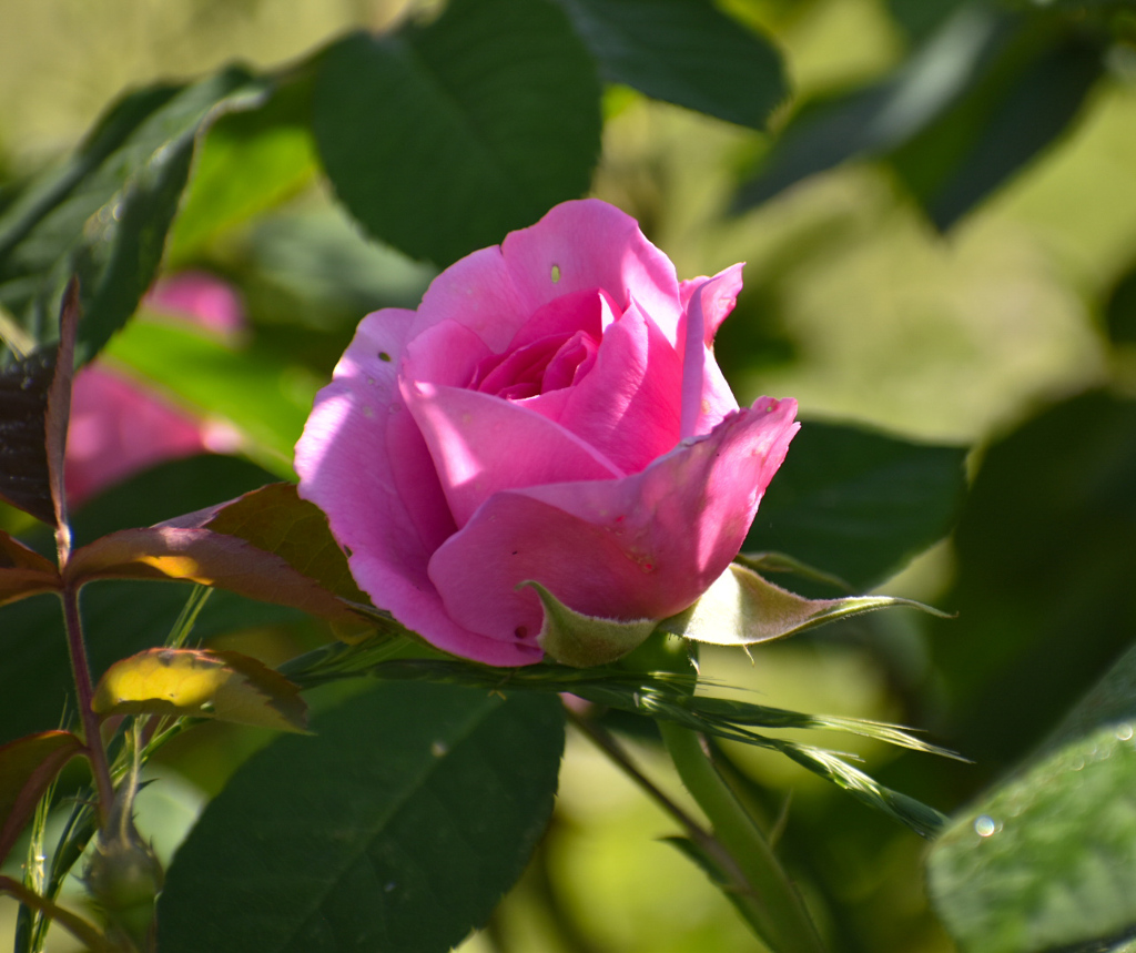 DSC_1357