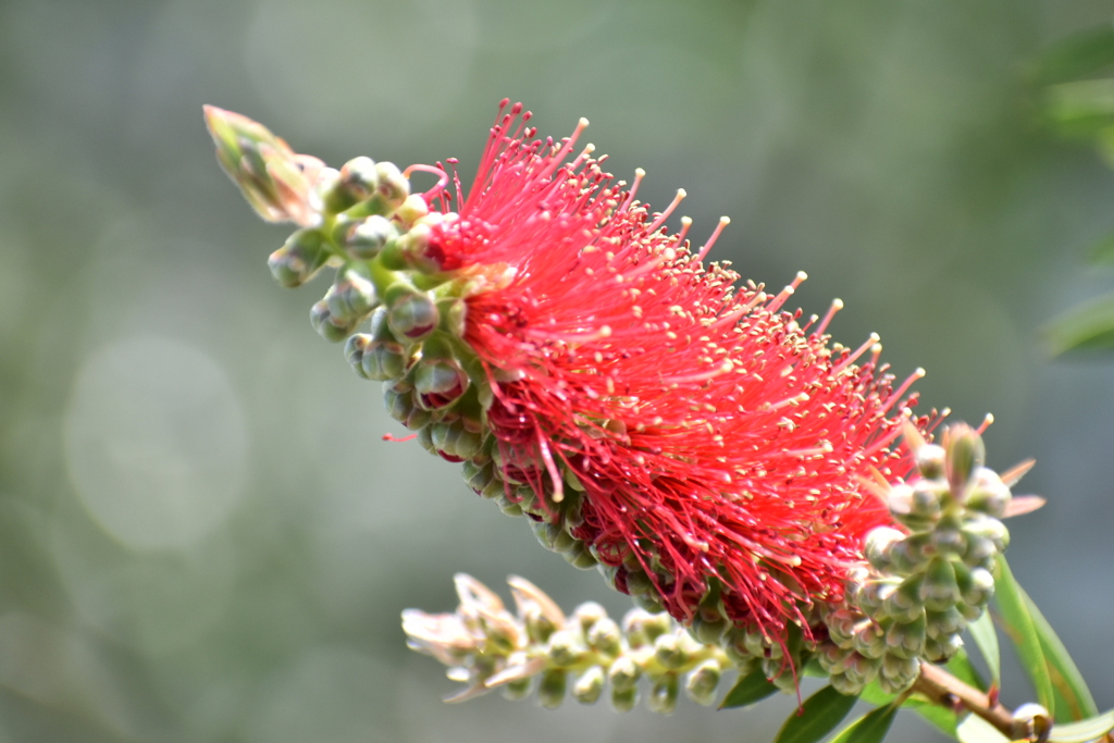 DSC_0141　真っ赤なタワシ？