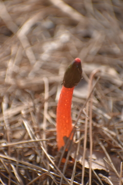 DSC_0077_2毒キノコかなあ？