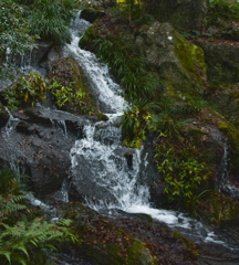 DSC_1807 (1)