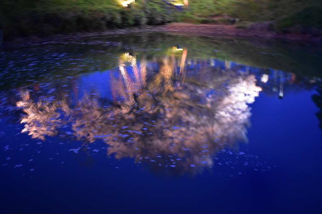 DSC_0975　浅井の1本社桜