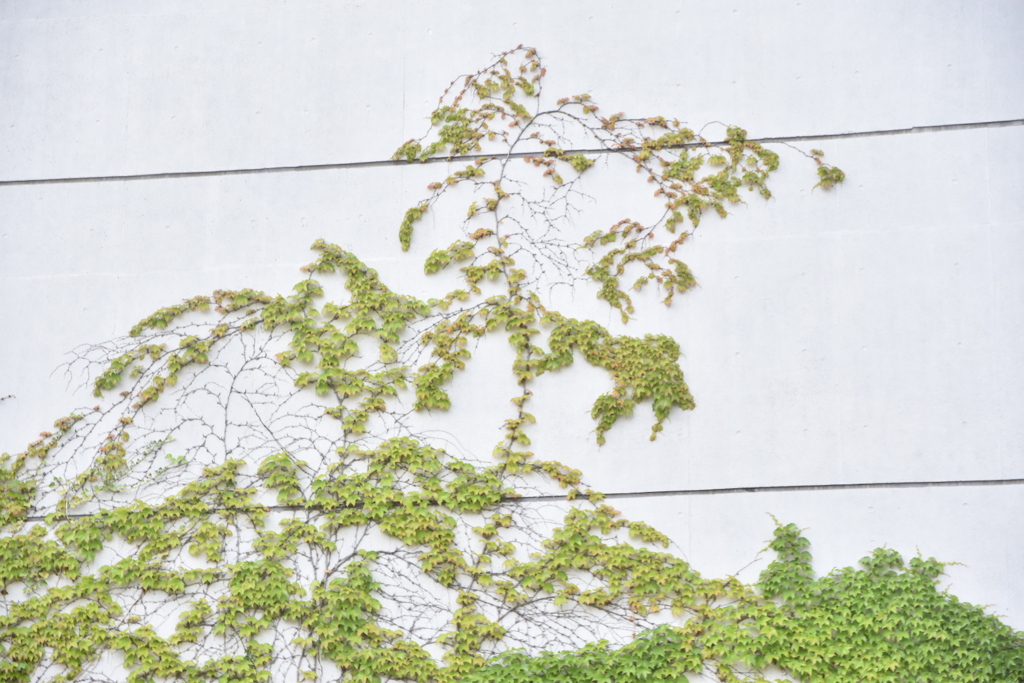 DSC_0872_1　へばりついても木の形