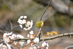 DSC_1882_1　メジロとにらめっこ。