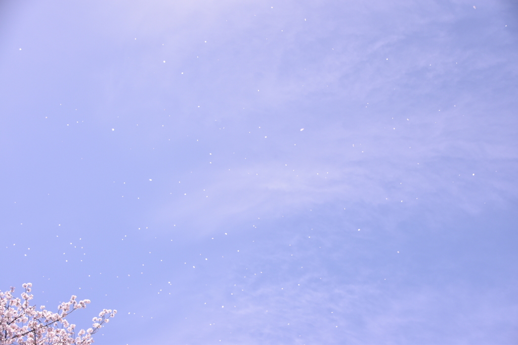 DSC_2124　花吹雪