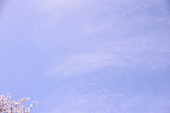 DSC_2124　花吹雪