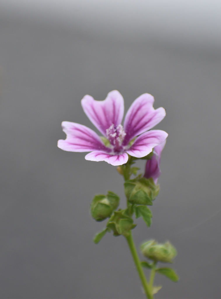 DSC_0100_1