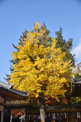 DSC_1479　奈良　手向山八幡宮の銀杏