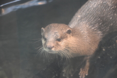DSC_2201_1　コツメカワウソ爪小さーい!