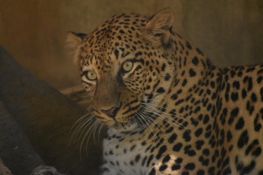 DSC_0403_2ヒョウ