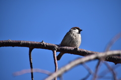 DSC_1775　冬に向かって