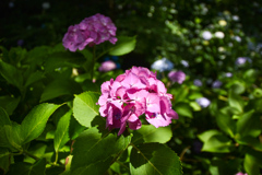 DSC_1784