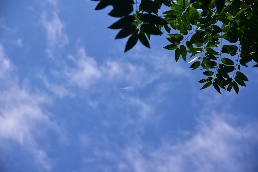 DSC_1043