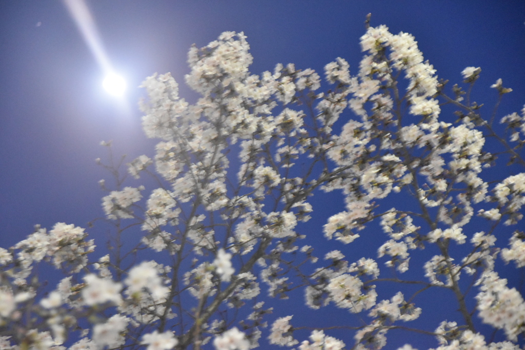 DSC_2080　桜ビーム　夜桜