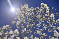 DSC_2080　桜ビーム　夜桜