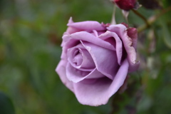 DSC_0112_3