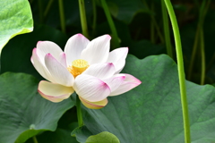 DSC_0077_1　紅蓮華じゃないけれど