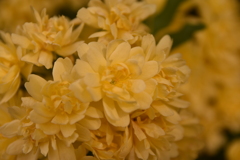 DSC_2674_1　思い出の