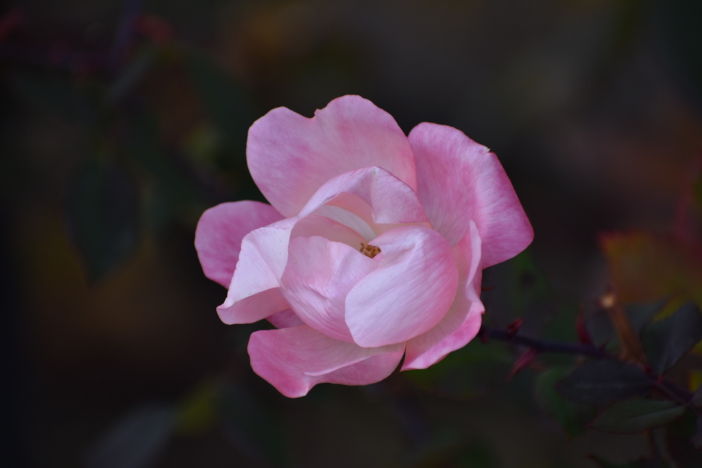 DSC_0117