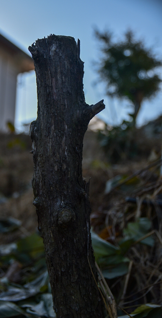 DSC_1419