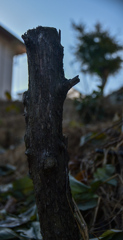 DSC_1419