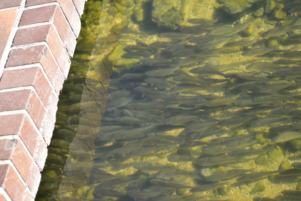 DSC_1742_1　ここで釣りをしたら、よく釣れるだろうなー