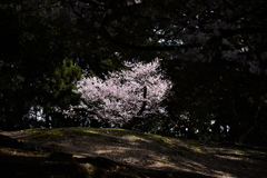 DSC_0719_1