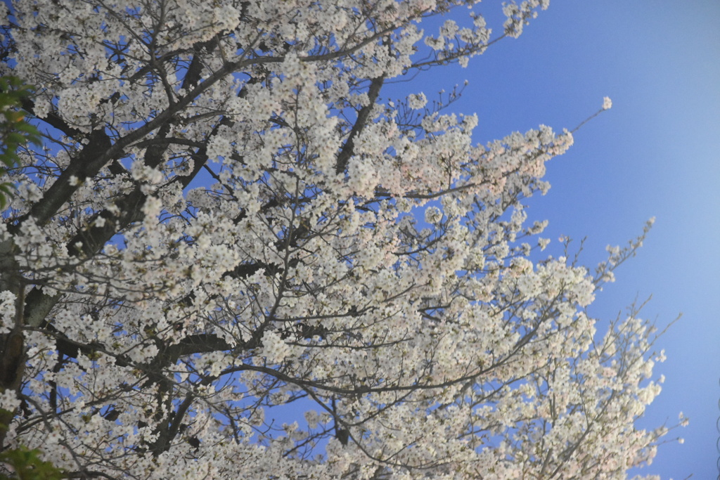 DSC_2079　夜桜