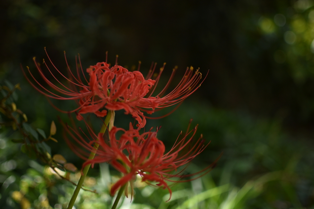 DSC_0595_1
