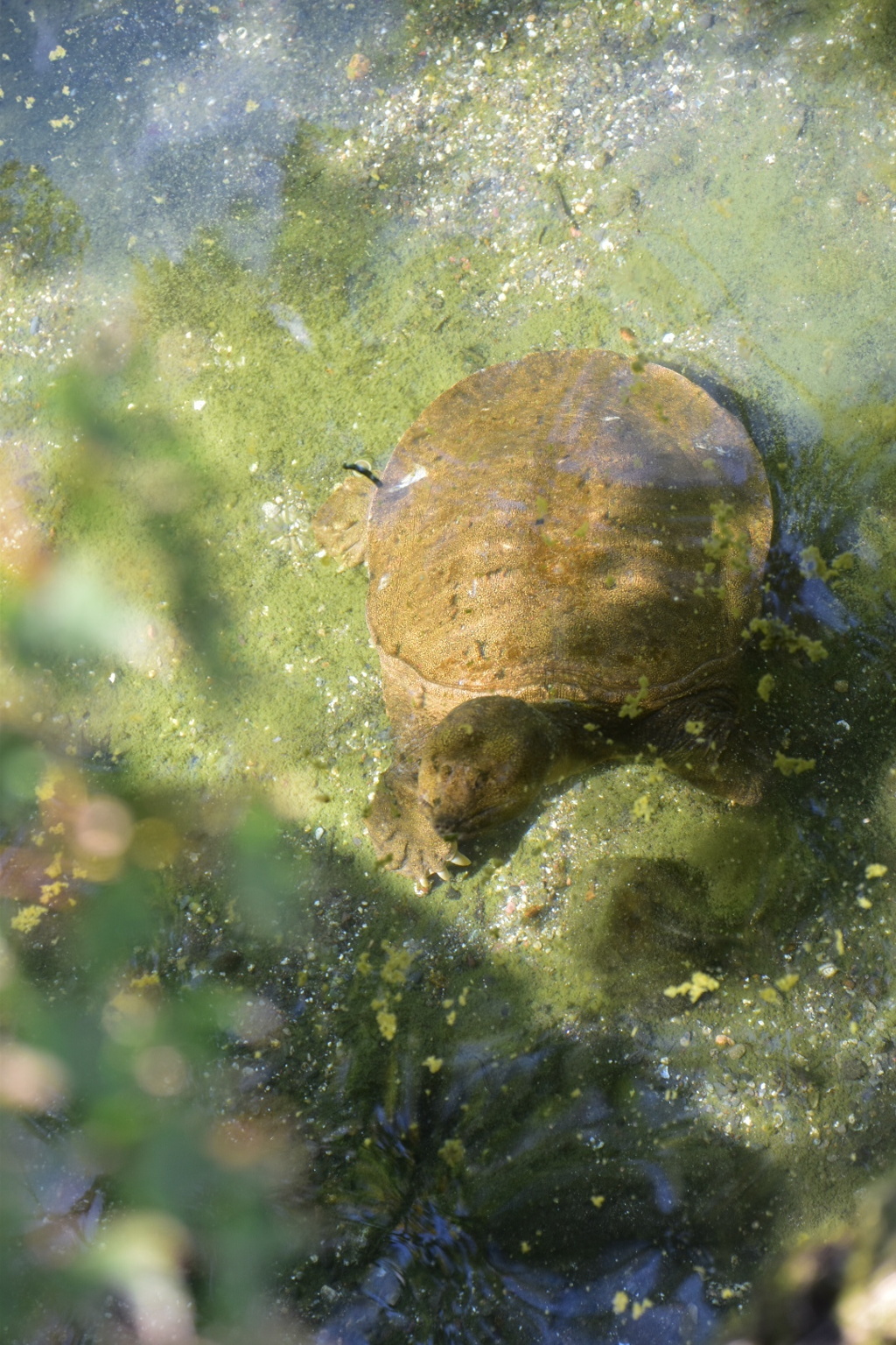 DSC_1026　水前寺公園にすっぽん出現！