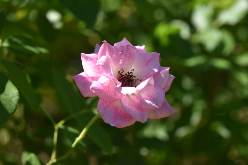 DSC_0368_2バーラが咲いた