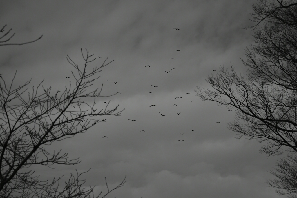 DSC_1936_1